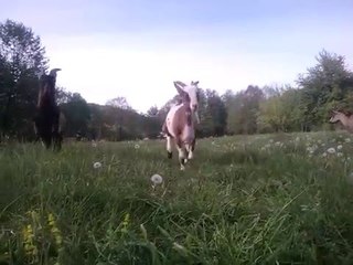 Alpine Goats Running in a Field
