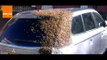 Hundreds of Bees Swarm Car in UK