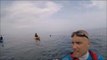 People Kayaking With Basking Sharks Off Irish Coast