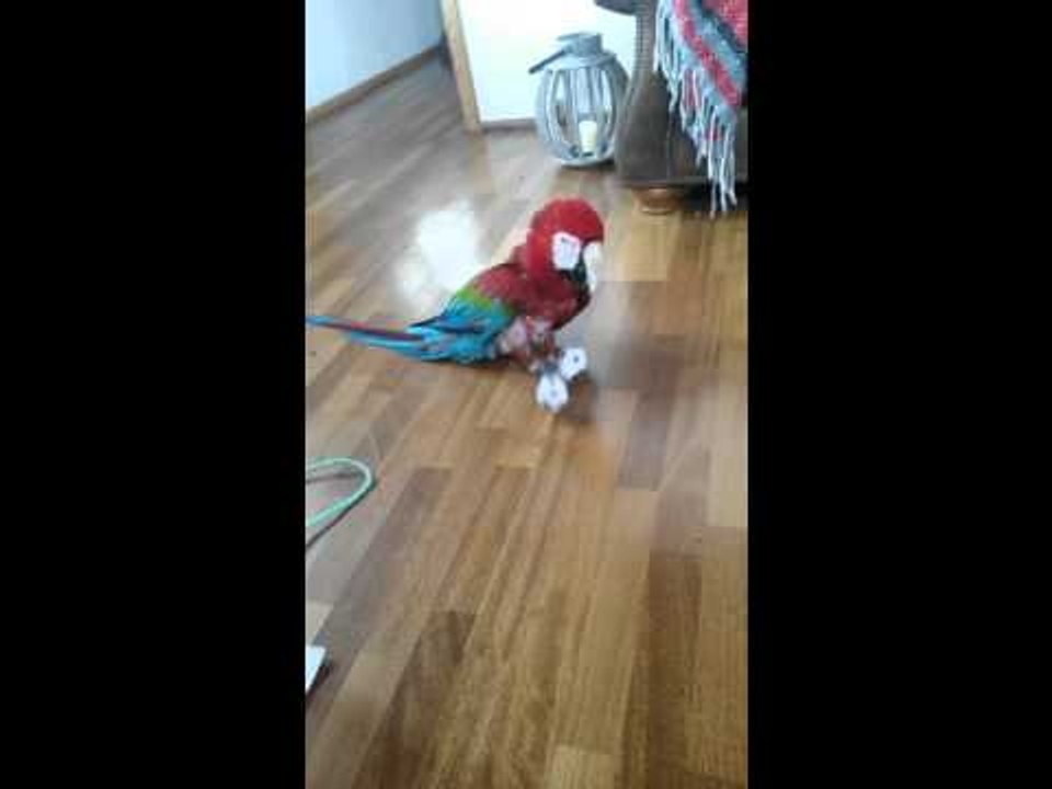This Macaw Is Making All the Gains