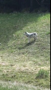 Un loup attaque une chèvre sur une route au Canada