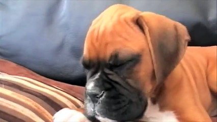 Sente la sua padrona per telefono: La reazione del CUCCIOLO è ADORABILE