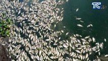 Cientos de peces muertos por contaminación en Babahoyo