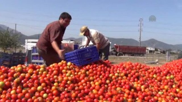 Domates Halde 10 Kuruş, Markette 1,5 Lira