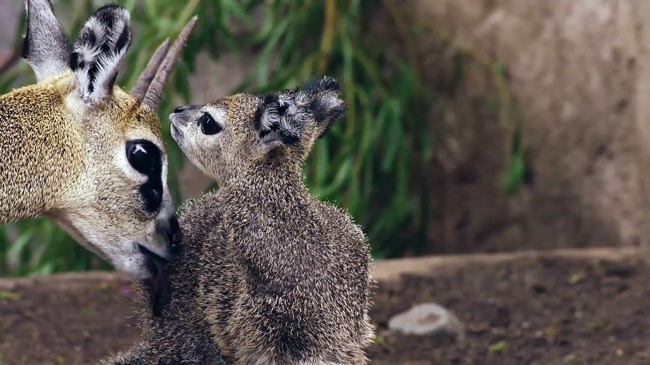 Малыш антилопы-прыгуна в зоопарке Сан Диего