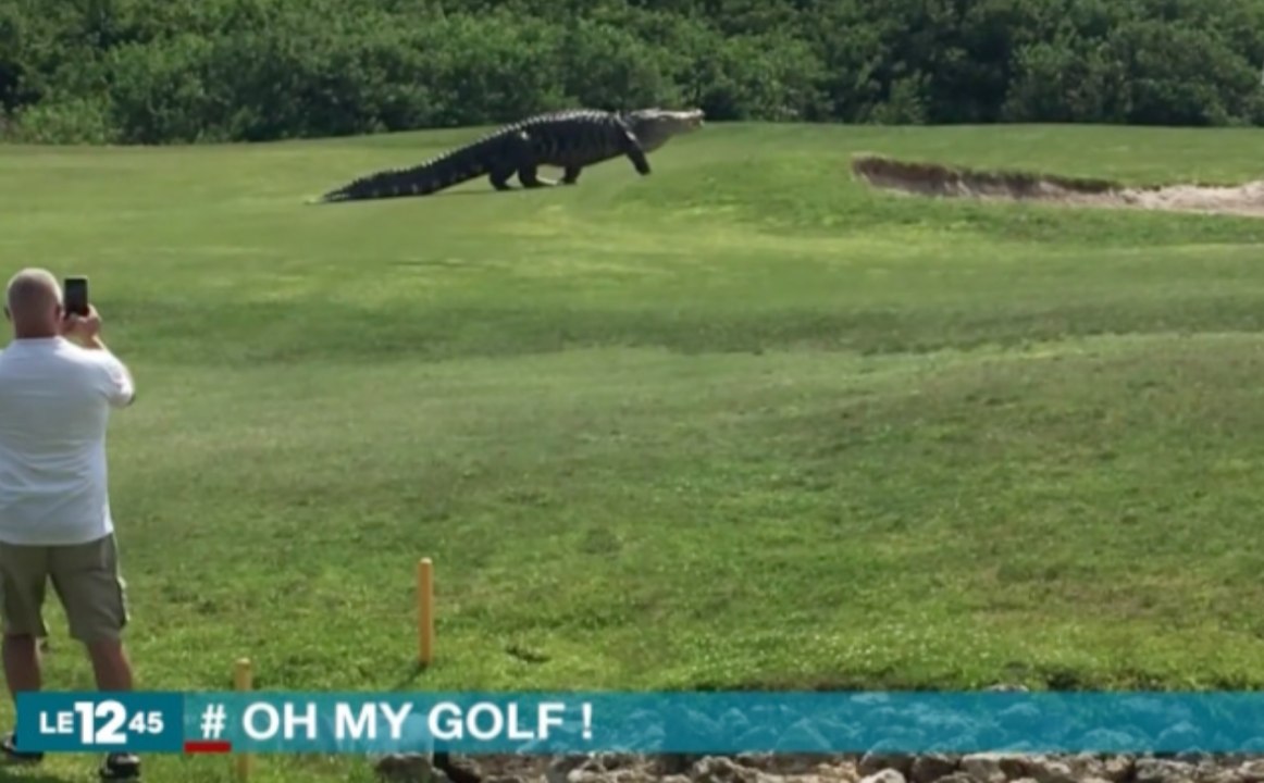 "Un alligator géant fait peur aux golfeurs" Zap Actu du 01/06/2016 par lezapping