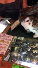 a rabbit handed me my change