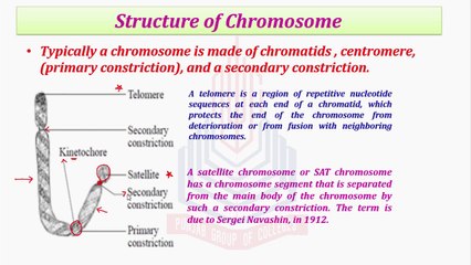 STRUCTURE OF CHROMOSOME& Shapes