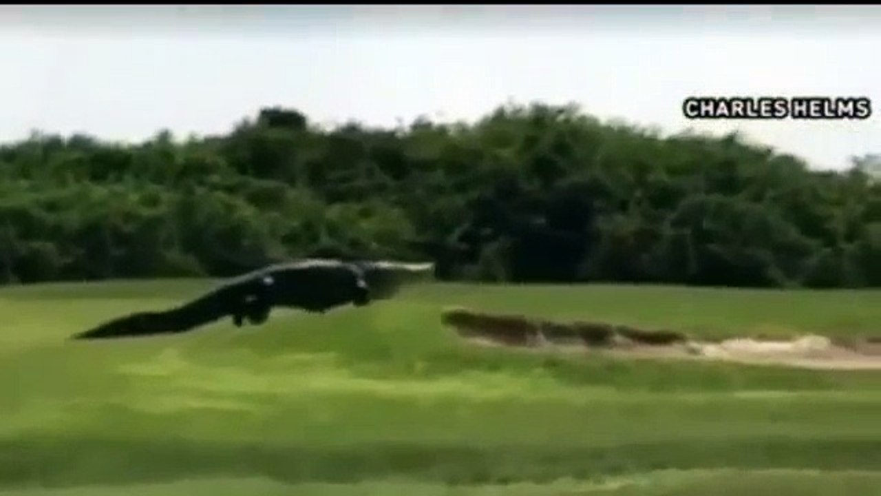 Un alligator géant s'invite sur un terrain de golf