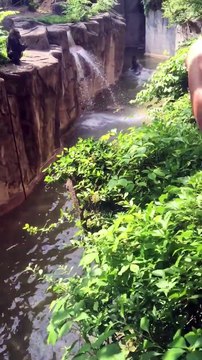 Un petit garçon de quatre ans tombé dans un enclos à gorilles