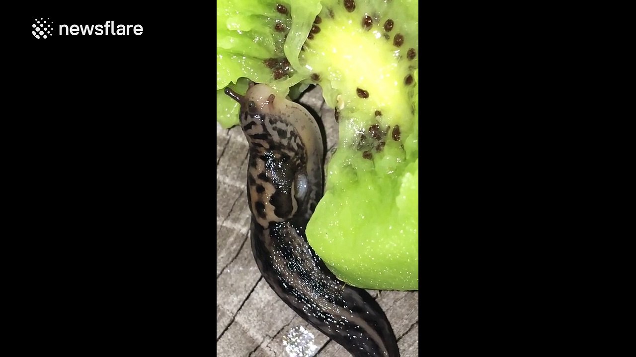 Slug devours a kiwi