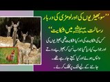 A Wolf and deer, a lizard and doe’s obedience to Holy Prophet by Maulana Tariq Jameel