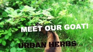 Urban Herbs- 