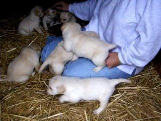Bébés Labradors