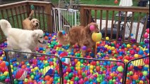 Golden Retrievers get surprise ball-pit birthday party