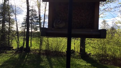 Chipmunk caught red handed... kinda