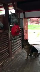 Horse vs. German Shepherd... who will win-