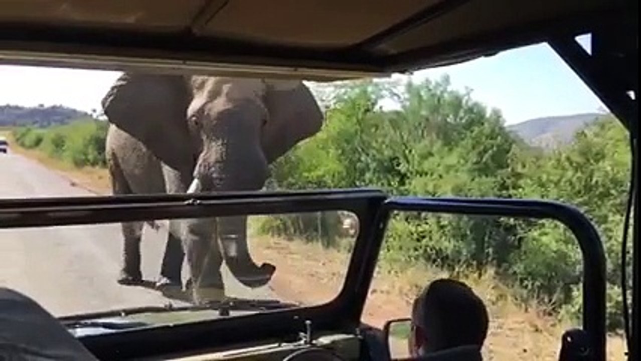 Elephant Encounter Arnold Schwarzenegger in South Africa Safari
