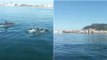 Grupo de golfinhos filmado hoje no rio Lima em Viana do Castelo