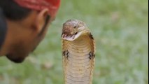 A Boy Kissed a Huge Snake - Watch at your own risk
