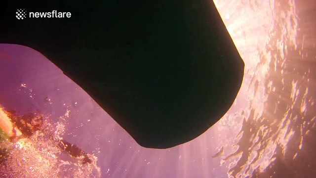 Whale sharks interact with divers