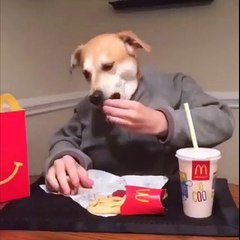 Funny Videos by Animal | lots of fun