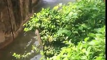 Cincinnati zoo kills gorilla to save boy who fell into enclosure [HD Original]