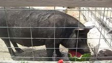 The Pigs go hogwild over the watermelon