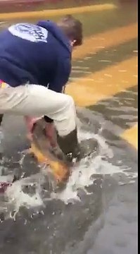 Sauvetage d'une carpe perdue en pleine ville pendant les inondation à Orléans