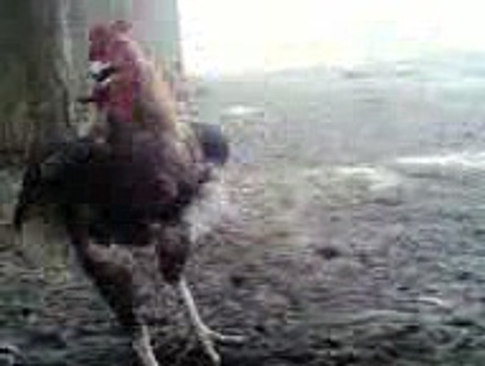 الديك يرقص AMAZING VIDEO