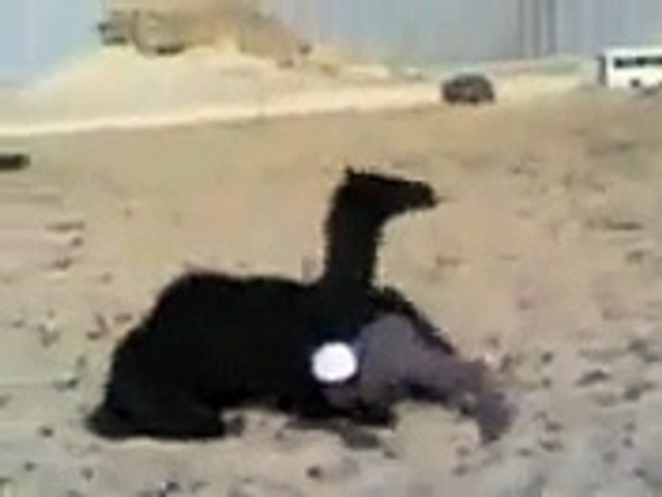 THE CAIMAL IS EATING MAN