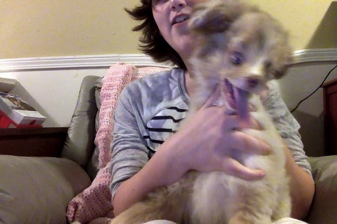 Alien Dog