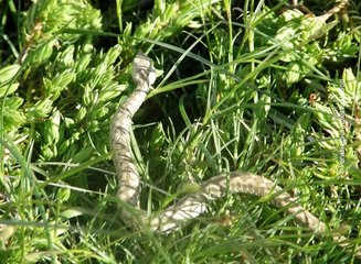 Serum protiv zmijskog otrova, 01. jun 2016. (RTV Bor)