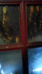 essaim d'abeilles entre fenetre et volet