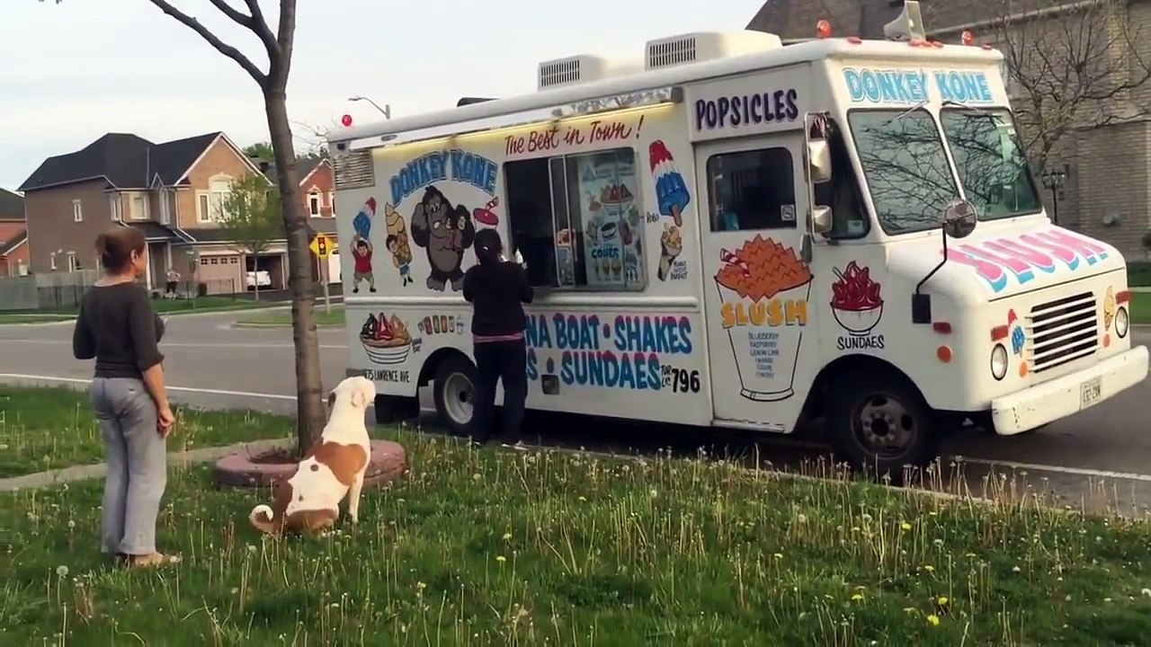 Pit Bull patiently waits in line for ice cream