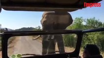 Un éléphant charge Arnold Schwarzenegger au cours d'un safari