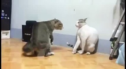 0405-Safak sezer kedi vine D4secs