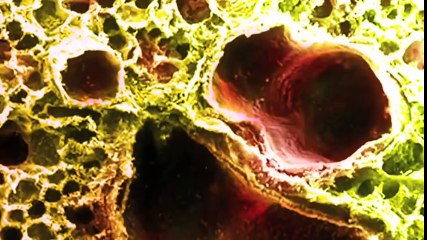 La fonctionnement de l'appareil respiratoire