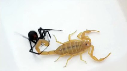 En Zehirli İki Hayvanın Mücadelesi!