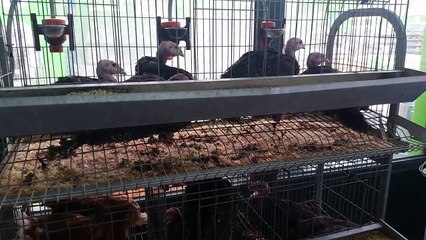 How chickens are treated in Portugal