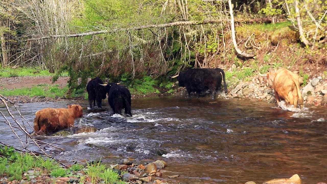 Escorting the cattle back to their pasture. Nutmeg falls in the brook.