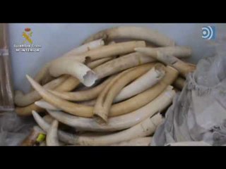 Incautan en un pueblo madrileño 74 colmillos de elefante
