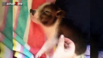 Cute Micro Pig - A Cute Mini Pig Videos Compilation 2015