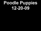 5 week old Standard Poodle Puppies 12-29-09