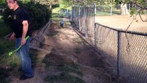 Service dog jumps over fence