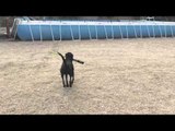Dog Trainer Gets Dog to Hit Ball With Baseball Bat
