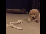 Adorable Puppy Is Super Excited by His Rope Toy