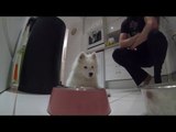 Samoyed Puppy Learns to Wait Before Getting Food