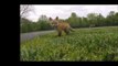 GoPro Captures Family of Playful Foxes in Garden