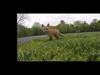 GoPro Captures Family of Playful Foxes in Garden